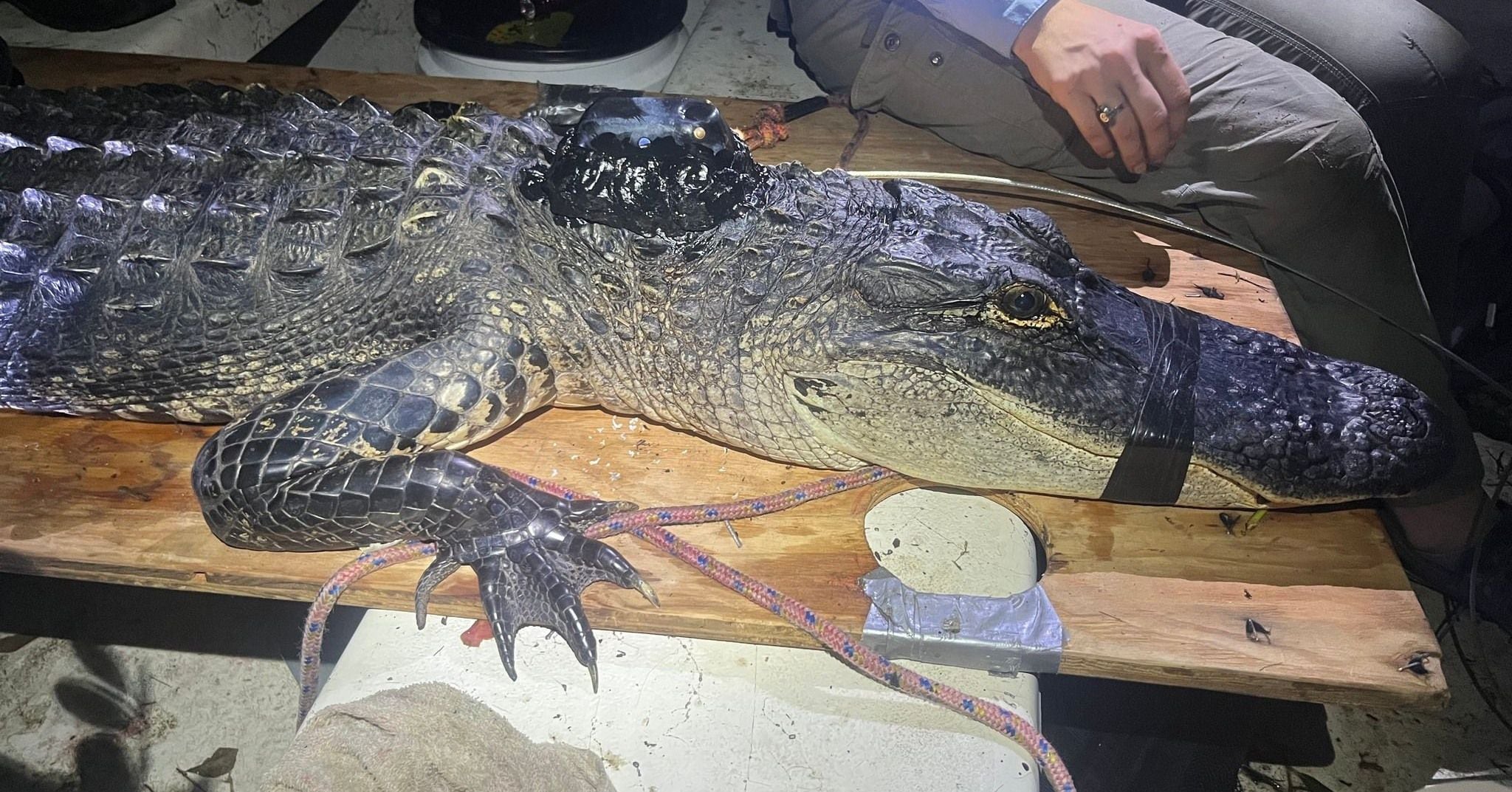 Alligator Woman Porn - 8-foot gator in Georgia swamp 'chased' out of territory by a bigger threat  â€“ WSB-TV Channel 2 - Atlanta