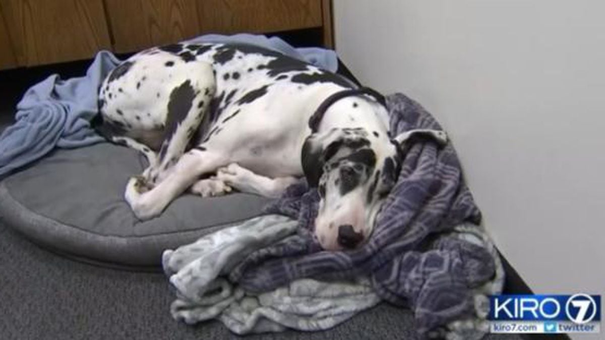 Woman Great Dane Attacked By Dogs From Homeless Woman S Rv