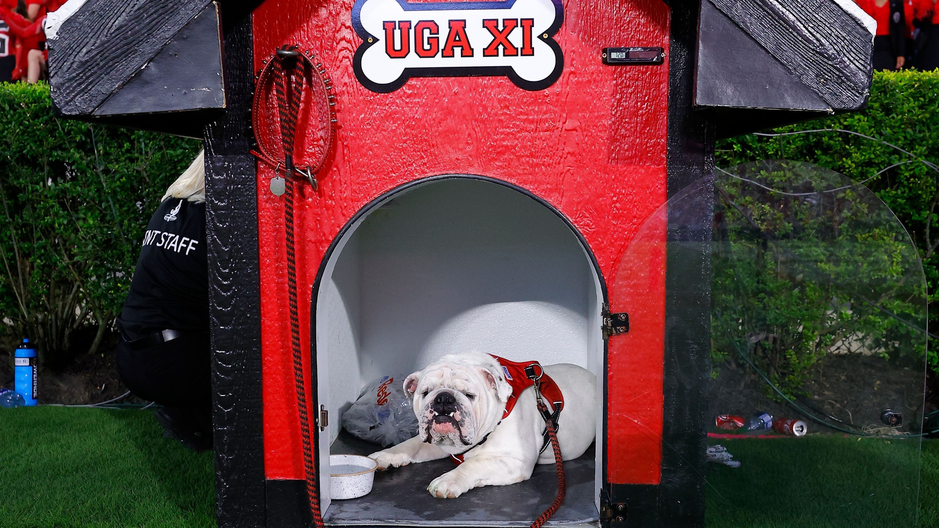 Meet Boom: UGA XI makes his Sanford Stadium debut as new mascot – WSB-TV  Channel 2 - Atlanta