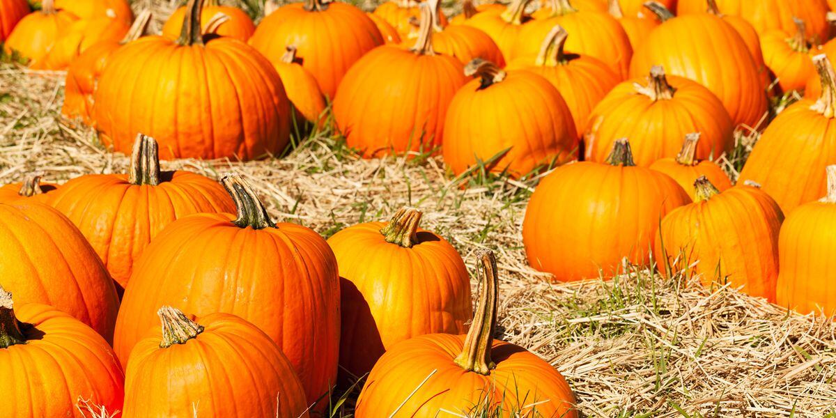 Where To Find Pumpkin Patches Near Metro Atlanta