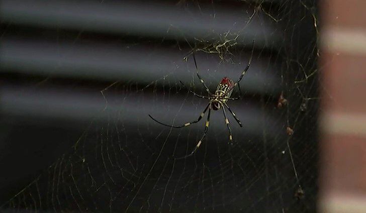 Like a Scene Out of 'Arachnophobia,'' Invasive Spiders Take Over Northern  Georgia, Smart News