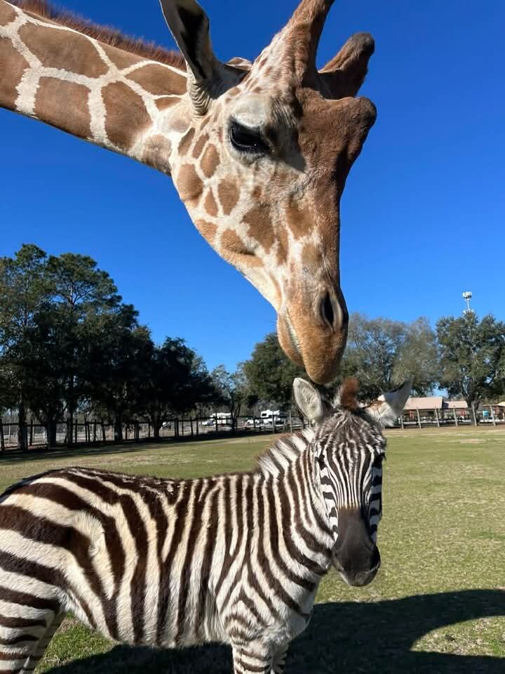 Giraffe, zebra form unusual bond at Georgia theme park – WSB-TV