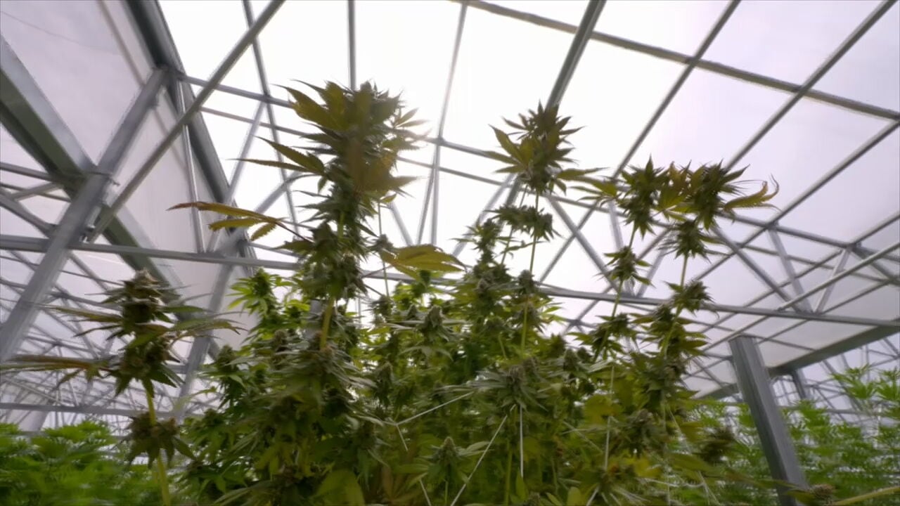 Marijuana leaf, vapes available to medical cannabis patients under new bill   WSB-TV Channel 2 - Atlanta