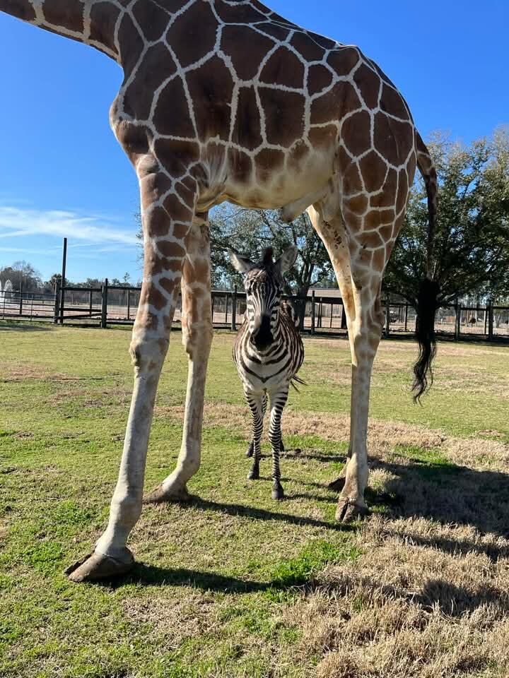 Giraffe, zebra form unusual bond at Georgia theme park – WSB-TV