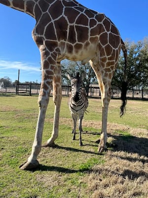 Giraffe, zebra form unusual bond at Georgia theme park – WSB-TV